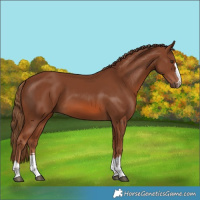 Horse Color:Chestnut 