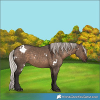 Horse Color:White Spotted Silver Brown Dun 