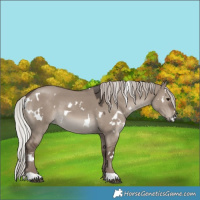 Horse Color:White Spotted Silver Grullo 