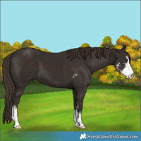 Horse Color:Liver Chestnut Sabino