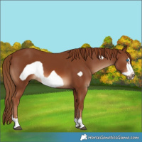 Horse Color:Chestnut Frame 