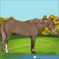 Horse Color:Liver Red Dun Sabino 