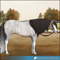 Horse Color:Brown Roan Splash 
