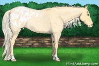 Horse Color:Gold Cream Champagne Roan Blanket