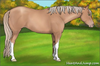 Horse Color:Gold Champagne 