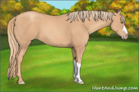 Horse Color:Gold Champagne 