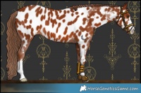 Horse Color:Chestnut Appaloosa 