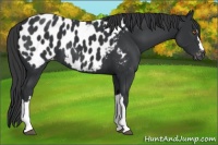 Horse Color:Black Appaloosa 