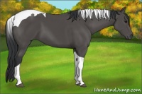 Horse Color:Black Tobiano 