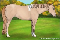 Horse Color:Gold Champagne Tobiano