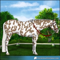 Horse Color:Silver Smoky Black Appaloosa 