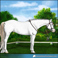 Horse Color:Buckskin Appaloosa 