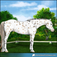 Horse Color:Buckskin Leopard 