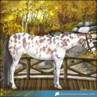 Horse Color:Bay Sabino Appaloosa