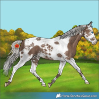 Horse Color:Silver Black Splash Tobiano 