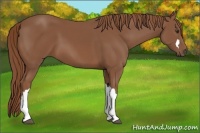 Horse Color:Chestnut 