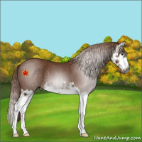 Horse Color:Gray Chestnut Splash