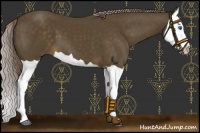 Horse Color:Chocolate Palomino Splash 