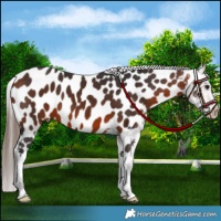 Horse Color:Bay Appaloosa 