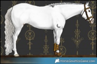 Horse Color:Chocolate Palomino Appaloosa 