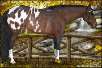 Horse Color:Bay Appaloosa Rabicano 