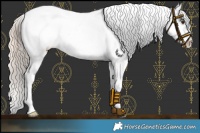 Horse Color:Chocolate Palomino Appaloosa Rabicano