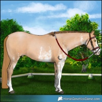 Horse Color:White Spotted Bay Pearl 