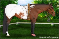 Horse Color:Bay Snowcap 
