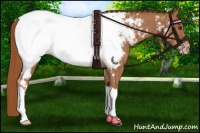 Horse Color:Chestnut Appaloosa