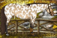 Horse Color:Buckskin Dun Near Leopard
