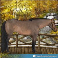 Horse Color:Brown Dun 
