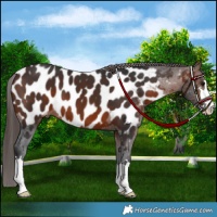 Horse Color:Brown Appaloosa 