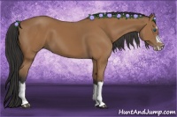 Horse Color:Bay Splash Frame 