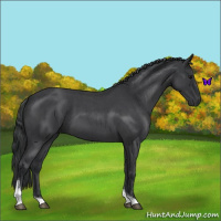 Horse Color:Blue Roan Tobiano 