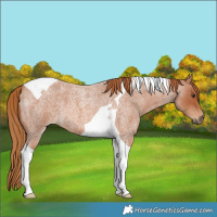 Horse Color:Red Roan Tobiano 