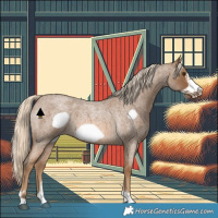 Horse Color:Chocolate Palomino Roan Frame 