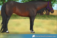 Horse Color:Brown 