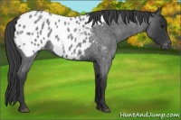 Horse Color:Blue Roan Blanket 