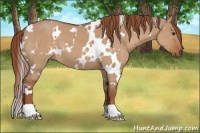 Horse Color:White Spotted Red Dun 