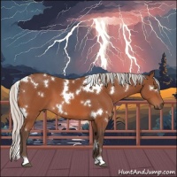 Horse Color:White Spotted Silver Bay 