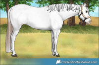 Horse Color:Bay Roan Snowcap 
