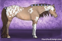 Horse Color:Amber Champagne Near Leopard  and Amber Champagne Blanket 