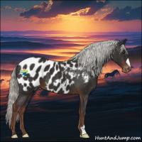 Horse Color:Liver Chestnut Mushroom Appaloosa 