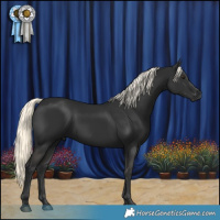 Horse Color:Liver Chestnut Mushroom 