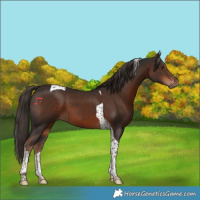 Horse Color:Liver Chestnut Tobiano 