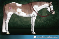 Horse Color:Chocolate Brown Dun Splash Tobiano 