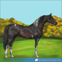 Horse Color:White Spotted Brown Tobiano Rabicano 