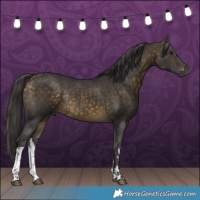 Horse Color:White Spotted Buckskin Rabicano 