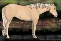 Horse Color:Gold Champagne 