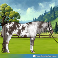 Horse Color:White Spotted Liver Chestnut 